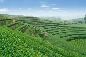 普洱茶黃曲霉素超標現象剖析與農副產品銷售安全策略