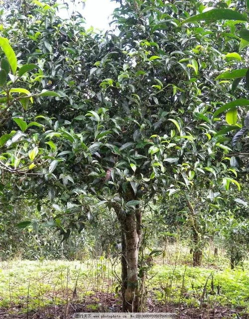 從茶樹品種到品飲藝術(shù) 全面指南如何挑選高品質(zhì)普洱茶